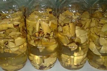 Rước họa vì tin dùng “thần dược” cây Mật Gấu chữa bách bệnh