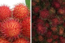 Cách cực hay nhận biết chôm chôm Trung Quốc ngậm hóa chất, thuốc độc