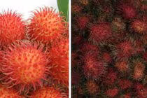 Cách cực hay nhận biết chôm chôm Trung Quốc ngậm hóa chất, thuốc độc