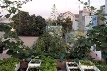 Khu vườn 80m2 đủ loại rau trái trên sân thượng ở SG