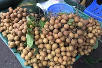 Lời giải cho loại nhãn khổng lồ, vỏ bóng bán khắp chợ HN