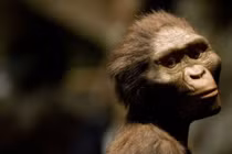 Lucy - tổ tiên loài người chết do ngã cây