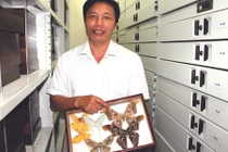 Gẫy răng vì… sưu tập bướm