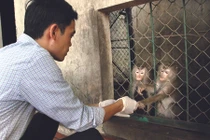 Chuyện làm “ô sin”… cho khỉ giữa Thủ đô