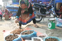 Biệt dược mùa xuân của người H'Mông