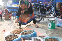 Biệt dược mùa xuân của người H'Mông