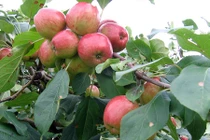 Top 9 loại cây ăn quả dễ trồng ở sân vườn nhà phố