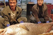 Tung hai mẻ lưới bắt được 1,5 tấn cá thủ vàng tiền tỷ