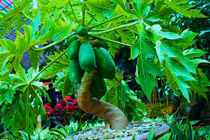 Vì sao nhà bạn dù chật hẹp cũng nên trồng cây đu đủ?