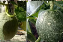 Bí kíp thu hoạch dưa lưới mỏi tay trồng trong nhà phố