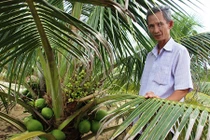 Kiếm bộn tiền từ trồng dừa xiêm lùn da xanh trên cát 