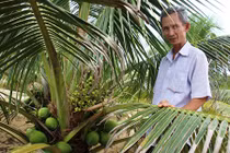 Kiếm bộn tiền từ trồng dừa xiêm lùn da xanh trên cát 