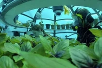 Trang trại dưới đáy biển “độc nhất vô nhị” trên thế giới