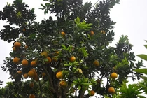 Cận cảnh cổ thụ cao hơn 5m giá nghìn đô ở Hưng Yên