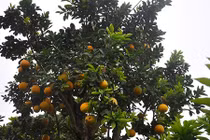 Cận cảnh cổ thụ cao hơn 5m giá nghìn đô ở Hưng Yên