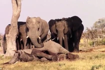 Cả đàn voi khóc thương quây quanh xác bạn không rời một bước