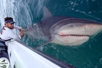 VĐV cử tạ Mỹ đối đầu cá mập bò khổng lồ giữa đại dương