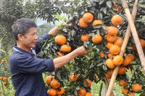 Top 8 loại cam ngon nhất đất Việt