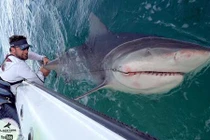 VĐV cử tạ Mỹ đối đầu cá mập bò khổng lồ giữa đại dương