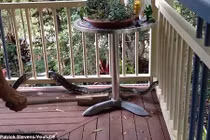 Xem người đàn ông dốc hết sức chiến đấu với con trăn