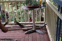 Xem người đàn ông dốc hết sức chiến đấu với con trăn