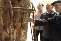 Ly kỳ chuyện cây sưa 150 tỷ được dân làng “sống chết” bảo vệ