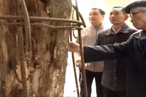 Ly kỳ chuyện cây sưa 150 tỷ được dân làng “sống chết” bảo vệ