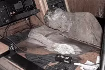 Kinh hoàng tìm thấy thi thể thủy thủ trên 'du thuyền ma'