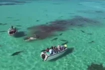 Clip cá voi khổng lồ bị 70 con cá mập hổ xâu xé giữa biển