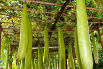 Thuốc từ quả bầu tốt cho sức khỏe mùa hè