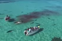 Clip cá voi khổng lồ bị 70 con cá mập hổ xâu xé giữa biển