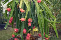 Phát cuồng 4 cây ăn trái nhỏ xinh ngon nên trồng tại nhà 