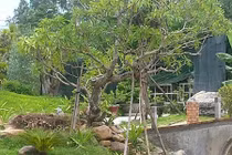 Truy tìm dấu vết sứ trăm tuổi ở Huế, phát hiện biệt phủ bí ẩn