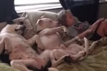 Cậu nhóc 2 tuổi “ru” chó ngủ bằng cách...kể chuyện 