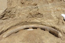 Kinh ngạc ngà voi ma mút “ngoại cỡ” 1 triệu năm tuổi