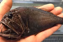 Cực kỳ hiếm gặp những loài cá quái vật dị nhất hành tinh