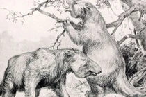 Bí ẩn sinh vật cổ đại trong đường hầm mới phát hiện