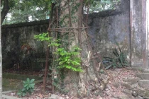 Cây sưa trăm tỷ đồng: Dân muốn bán, chính quyền lắc đầu