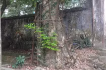 Cây sưa trăm tỷ đồng: Dân muốn bán, chính quyền lắc đầu