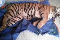 Đột nhập đường dây buôn bán hổ trái phép từ Lào về VN