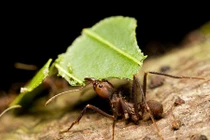 Hóa ra kiến biết trồng cây trước loài người hàng triệu năm! 