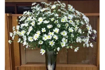 Xem chị em Hà Thành cắm cúc hoạ mi rực rỡ một góc nhà 