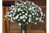 Xem chị em Hà Thành cắm cúc hoạ mi rực rỡ một góc nhà 