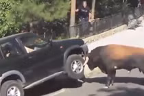 Du khách hoảng loạn vì bò tót điên cuồng tấn công xe ôtô 