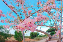 Ảnh: Con đường đỗ mai tuyệt đẹp ven biển Phan Thiết