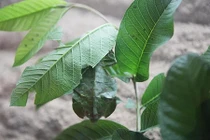 Soi màn ngụy trang “thần thánh” của các loài động vật