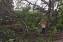 Xôn xao cây thị và hai ngôi mộ cổ ở Tiền Giang