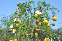 Cây ngũ quả tán "trăm hoa đua nở" siêu lạ ở Thủ đô