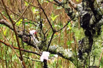 Hà Tĩnh: Làng đào 20 năm tuổi héo hắt ngày cận Tết