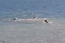 Khó tin, chó liều mạng nhảy xuống biển đuổi theo cá mập 